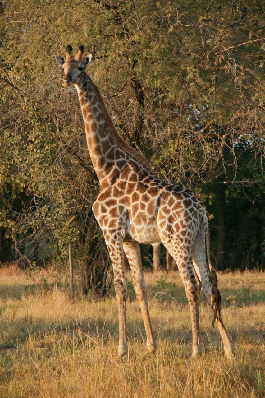 Tzaneen Country Lodge Bagian luar foto